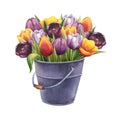 Bouquet of multicolored tulips in a vintage metal bucket Royalty Free Stock Photo