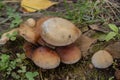 Bouquet of mushrooms at Agia Varvara Park in Drama, Greece.