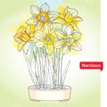 Bouquet with narcissus flower or daffodil in round pot on the background with blots in pastel color