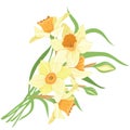 Bouquet narcissus isolated vector clipart illustration of spring narcissus flowers
