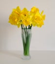 Bouquet of narcissus on the white background. Mother`s Day. Spring yellow flowers. Easter bouquet. Flowers from the garden. Flower Royalty Free Stock Photo