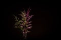 Bouquet of native Australian flowering plants.