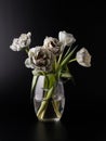 Bouquet natural terry tulip flowers painted in shades of grey in glass vase on black background Royalty Free Stock Photo
