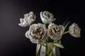 Bouquet natural terry tulip flowers painted in shades of grey green in glass vase on black background Royalty Free Stock Photo