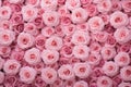 Bouquet nature flora pattern flower background bloom rose holiday beauty valentine pink