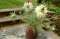 Bouquet with nigella Royalty Free Stock Photo