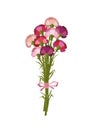 Bouquet of nine carnations on white background