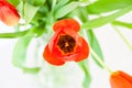 A bouquet of one tulip close-up top view of red and purple with green leaves on a white background. Royalty Free Stock Photo