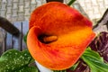 Bouquet of orange calla lilies in the garden Royalty Free Stock Photo