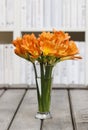 Bouquet of orange clivia flowers in glass vase.