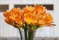 Bouquet of orange clivia flowers in glass vase.