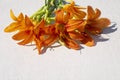 A bouquet of orange daylilies flowers on a gray background. Top view Royalty Free Stock Photo