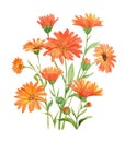 Watercolor hand painted calendula bouquet Royalty Free Stock Photo