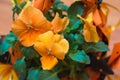 Bouquet of orange flowers