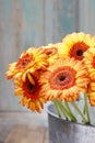 Bouquet of orange gerbera daisies in silver bucket Royalty Free Stock Photo