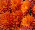 Bouquet of Orange Gerbera Daisy Royalty Free Stock Photo