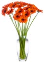 Bouquet of orange Gerbera flowers