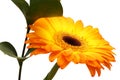 Bouquet of orange gerbera and green branch. Royalty Free Stock Photo