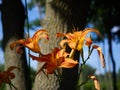 A bouquet of orange iris Royalty Free Stock Photo