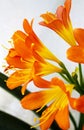 Bouquet of orange lily flowers Royalty Free Stock Photo