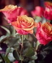 Bouquet of orange and pink roses, soft focus