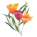 Bouquet with orange and red watercolor california poppies isolated. Hand painted illustration with bright orange flowers
