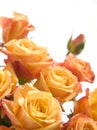 Bouquet of orange roses Royalty Free Stock Photo