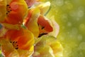 Bouquet of orange tulips. Royalty Free Stock Photo