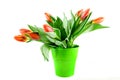 Bouquet orange tulips in green bucket