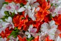 Bouquet of orange and white alstroemeria flowers: close up Royalty Free Stock Photo