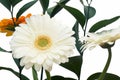 Bouquet of orange and white gerbera and green branch. Royalty Free Stock Photo