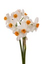 Bouquet of orange and white tazetta daffodils