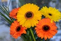 Bouquet of orange and yellow gerbera flowers close up, bokeh background Royalty Free Stock Photo