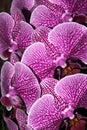 Bouquet of orchids Royalty Free Stock Photo