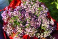 Bouquet of oregano closeup Royalty Free Stock Photo