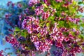 bouquet of oregano closeup Royalty Free Stock Photo