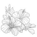 Bouquet with ornate Chinese Hibiscus or Hibiscus rosa-sinensis and leaves on white background. Flower symbol of Hawaii