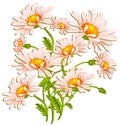 Bouquet of ox-eye daisys on white
