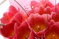 Bouquet of pale pink tulips. Pink flower buds Royalty Free Stock Photo