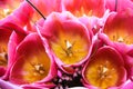 Bouquet of pale pink tulips. Pink flower buds Royalty Free Stock Photo