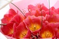 Bouquet of pale pink tulips. Pink flower buds Royalty Free Stock Photo