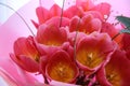 Bouquet of pale pink tulips. Pink flower buds Royalty Free Stock Photo