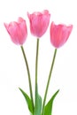 Bledý ružový tulipány izolované na bielom pozadí 