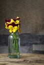 Bouquet of pansy flowers in glass vase