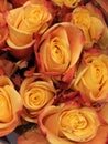 Pastel orange rose buds