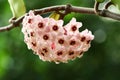 A bouquet of pastel pink hoya from its tree. Royalty Free Stock Photo