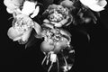 Bouquet of peonies. Black and white photo