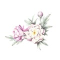 Bouquet of peonies. Hand draw watercolor illustration.