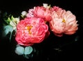 Bouquet with peonies, Paeonia suffruticosa, against dark background