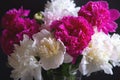 Bouquet of peonies with water drops. Black background. Royalty Free Stock Photo